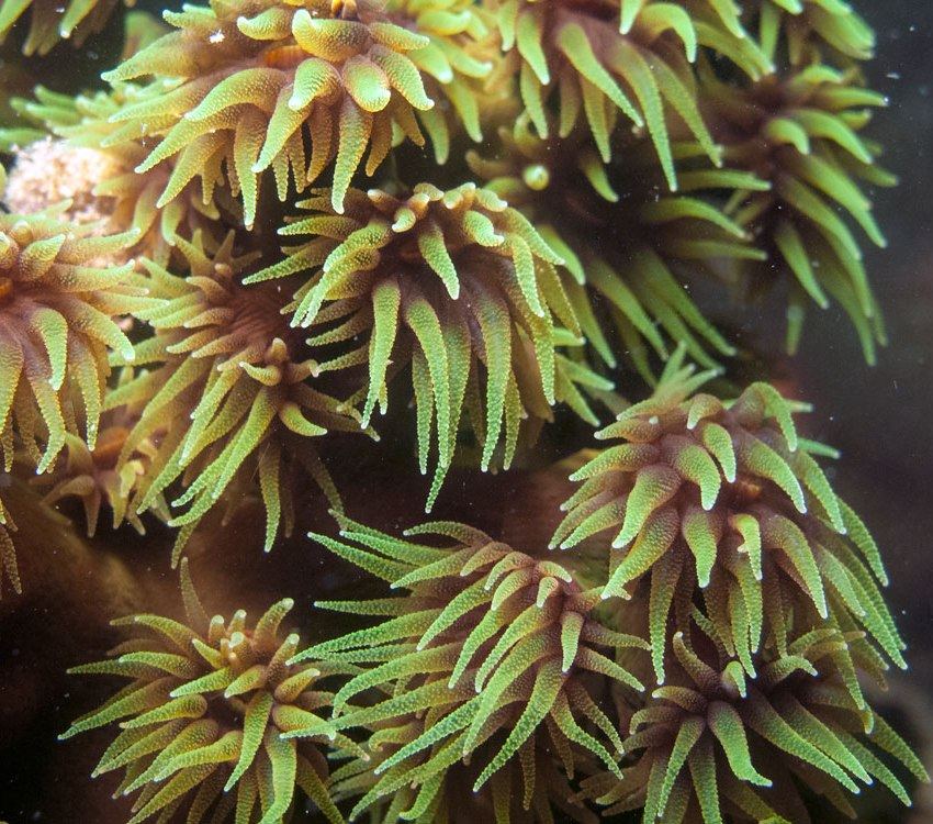 Close-up of green cup coral polyps (Tubastraea micranthus) at Sail Rock, Gulf of Thailand