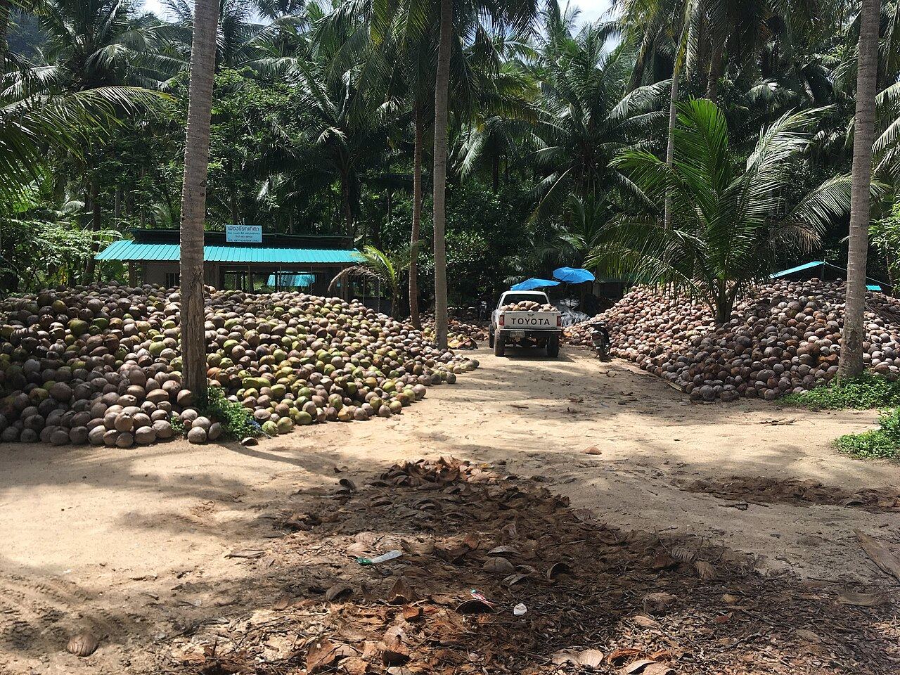 Piles of harvested coconuts under palm trees in the centre of Koh Phangan